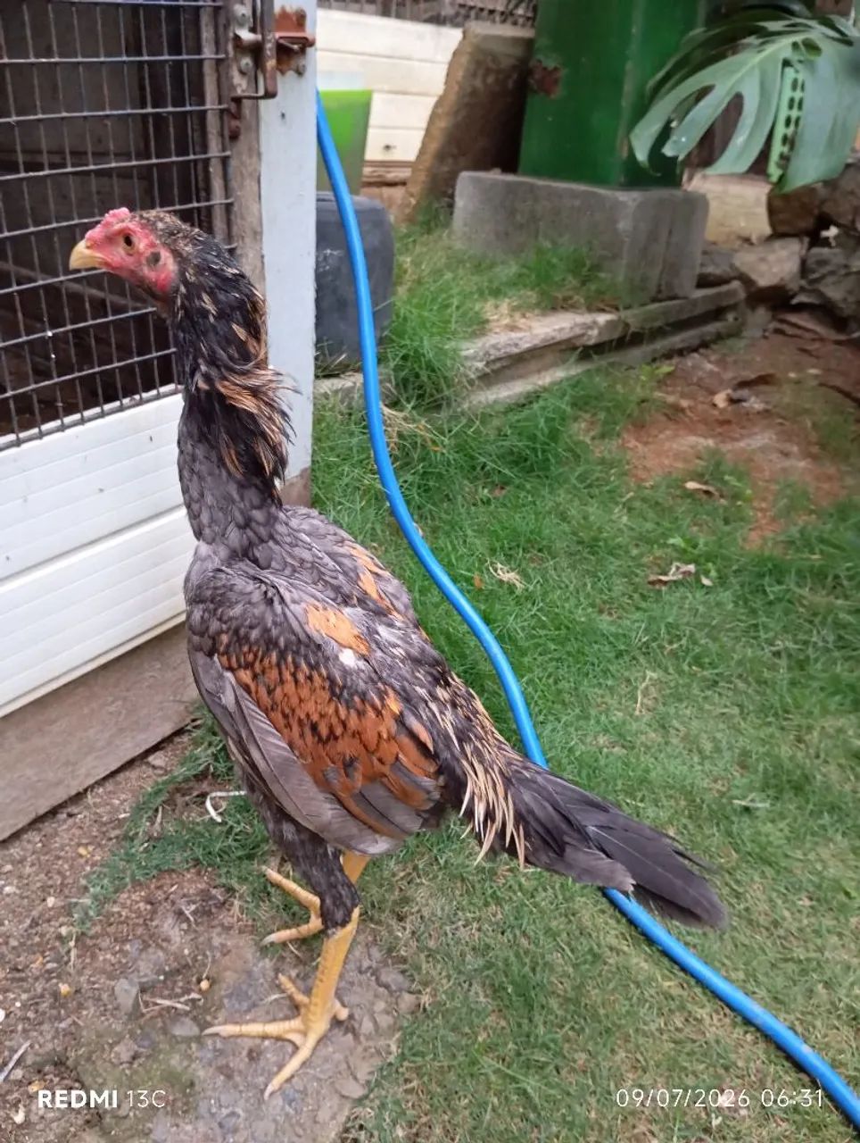 Frango índio puro  - Foto 3