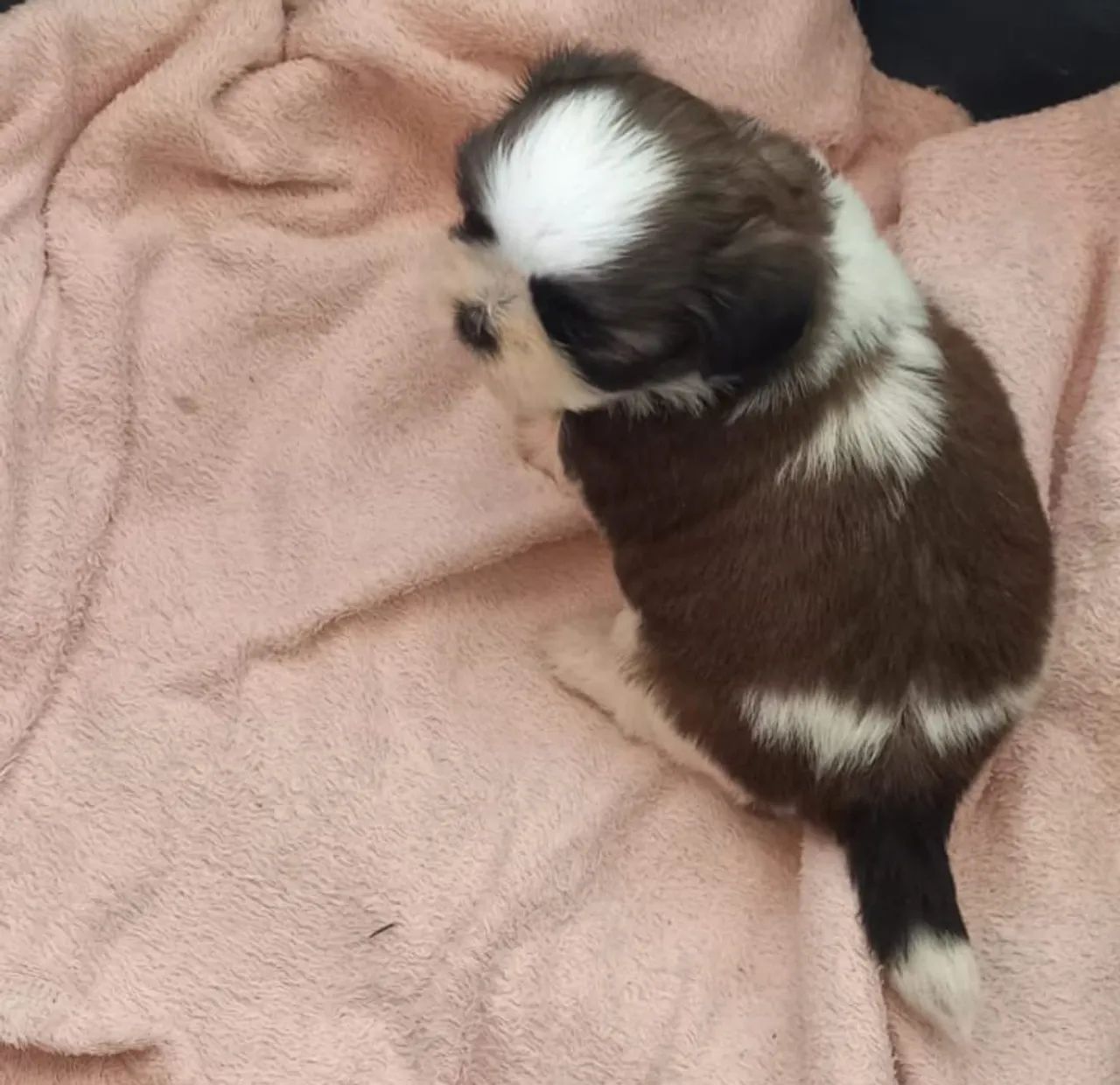 Shihtzu fêmea  - Foto 3