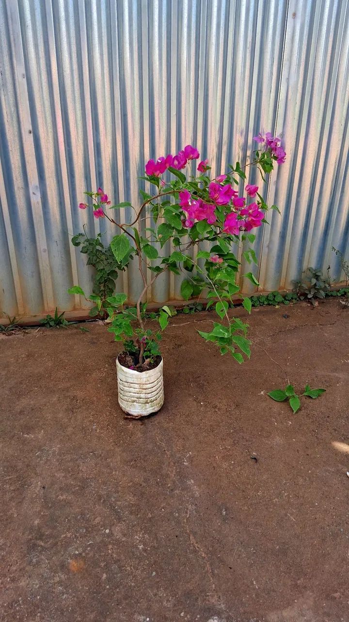 Primavera cor de rosa  - Foto 4