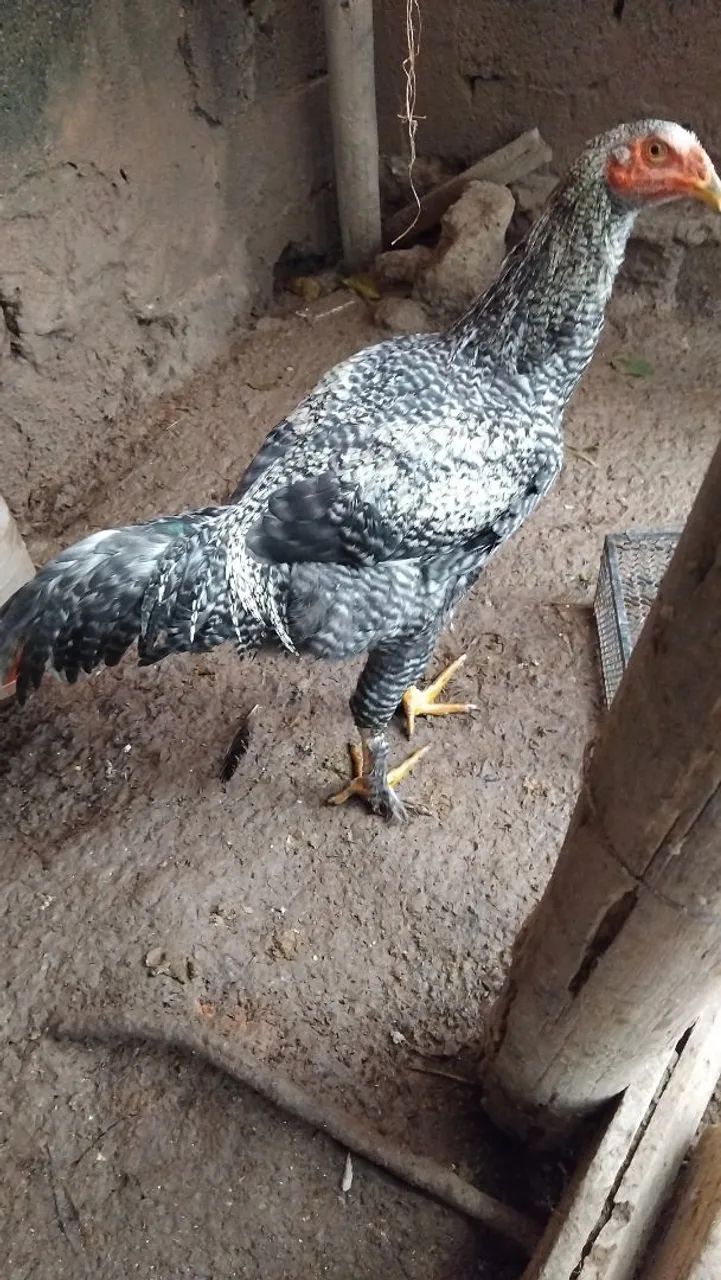 Frango  caipira  - Foto 3