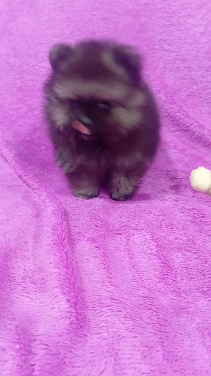 Spitz alemão  - Foto 3