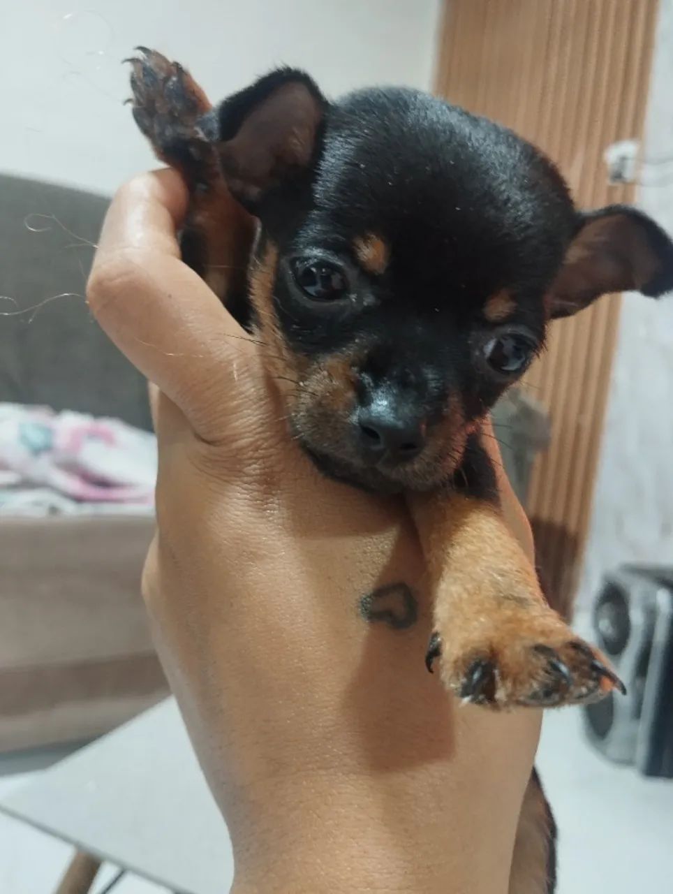 Pinche número 1  - Foto 4