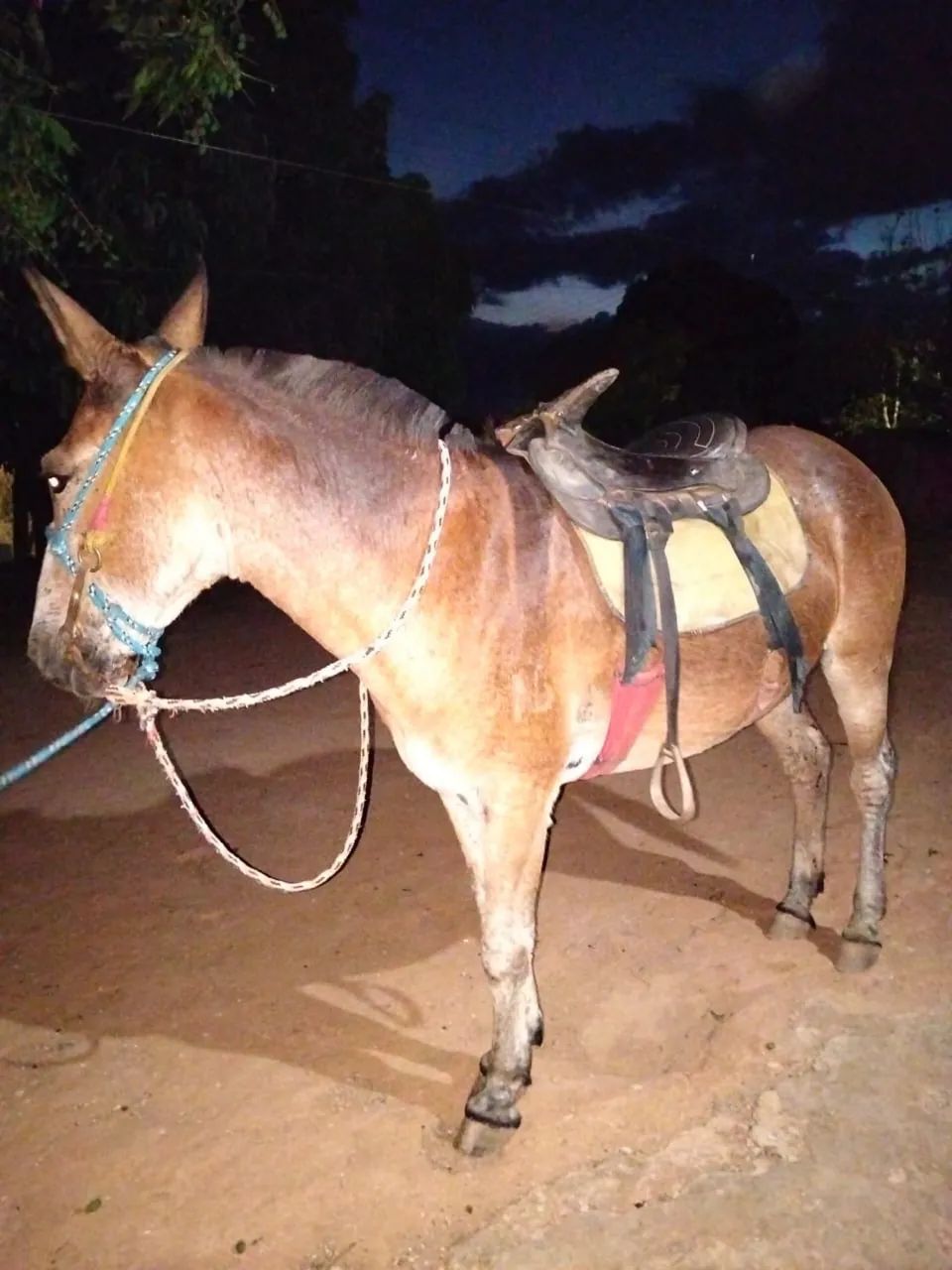 VEDE-SE MULA BOA DE SELA - Foto 2