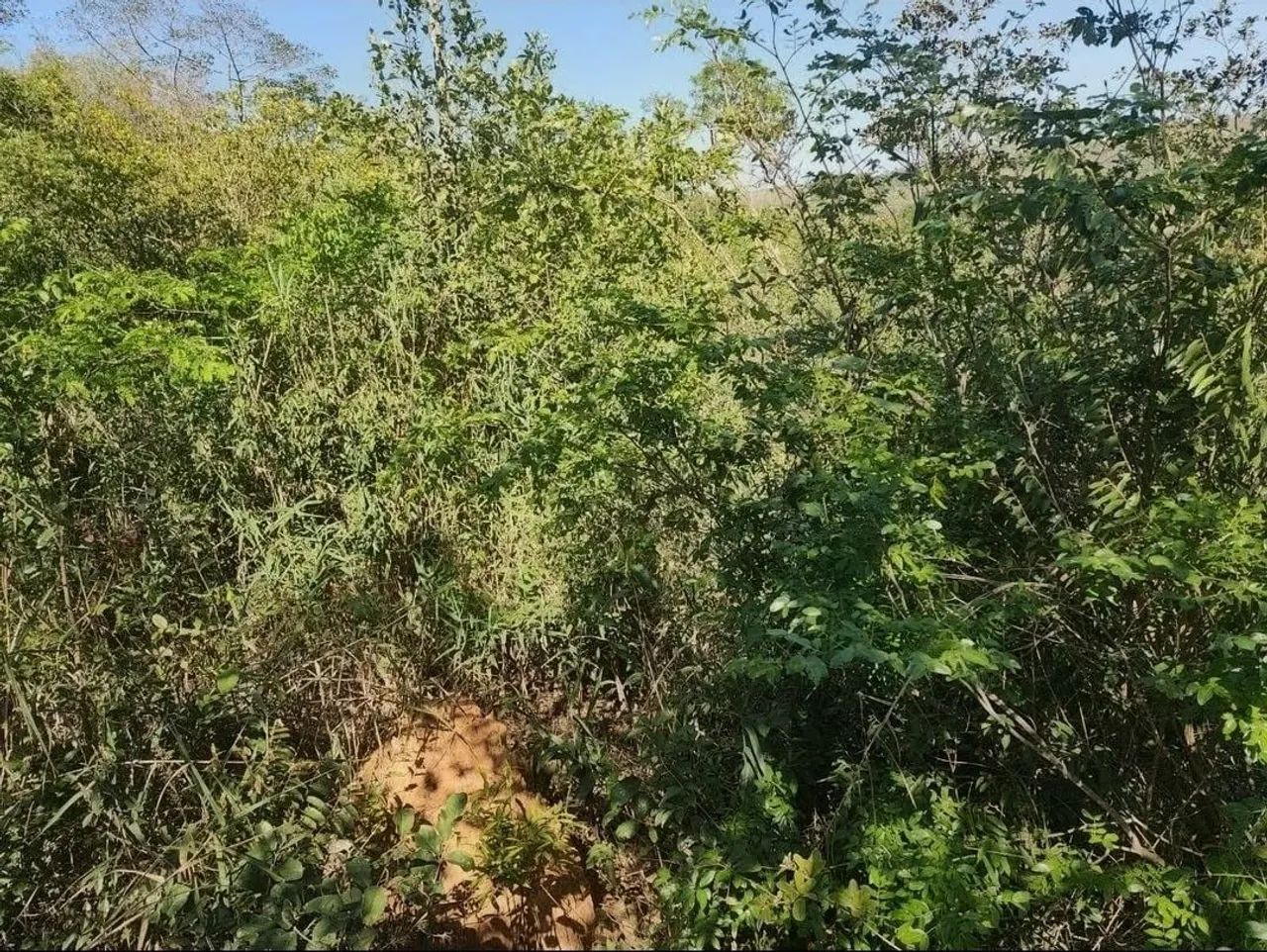 TERRENO EM JABOTICATUBA  - Foto 2