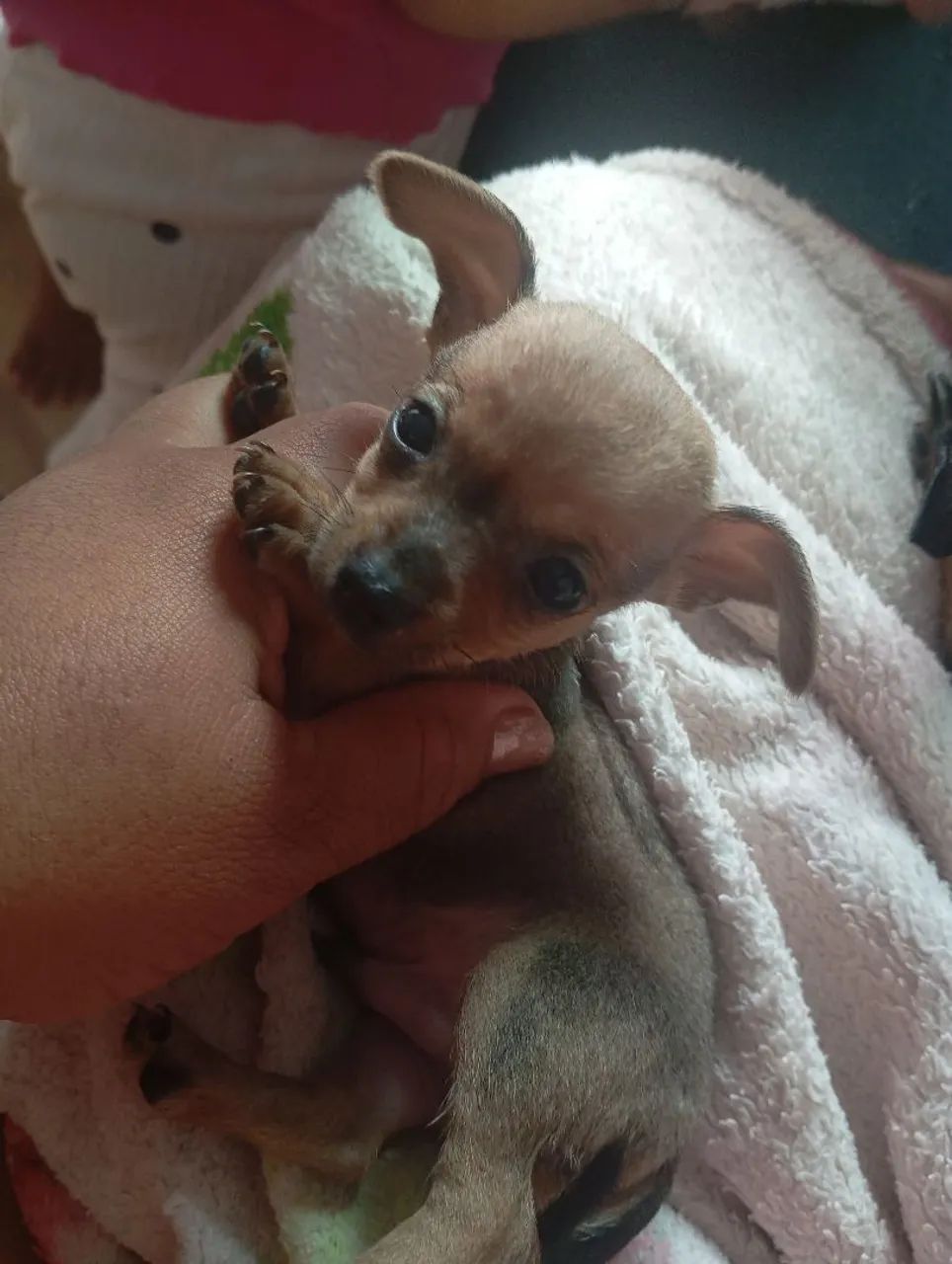 Pinscher 1 - Foto 3
