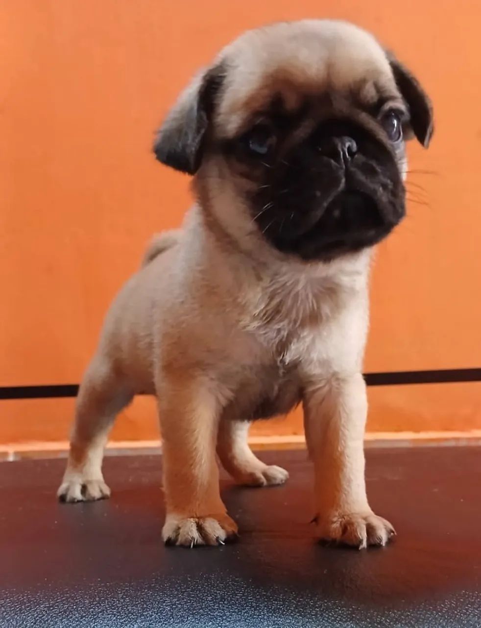 Filhote de pug  - Foto 2