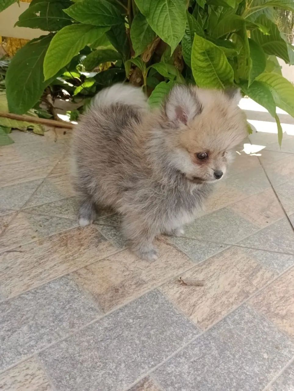 Spitz Alemão Anão Macho. Com pedigree. Entregamos. - Foto 5