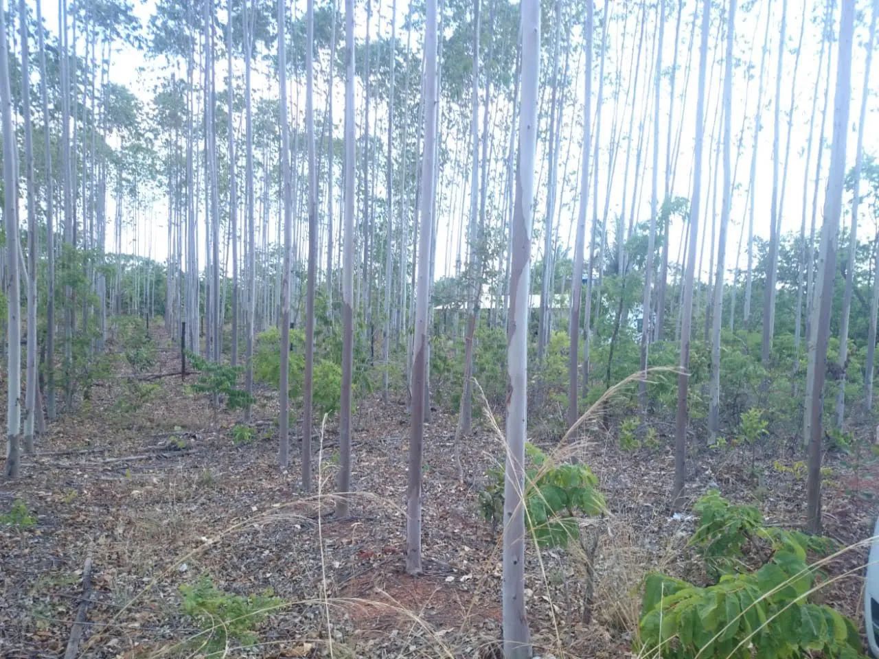 Imperdível  - Foto 4
