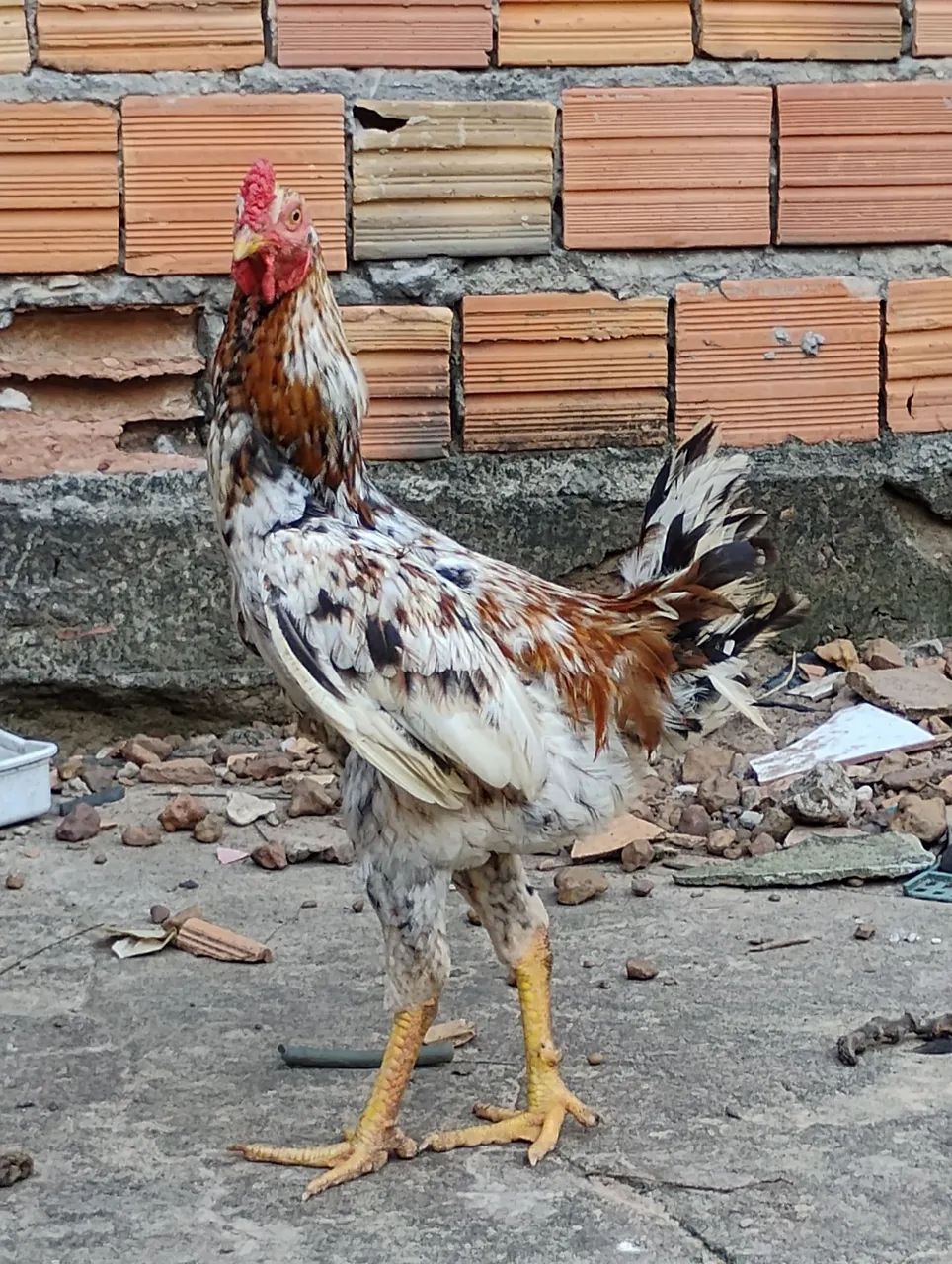 Galo - Foto 3