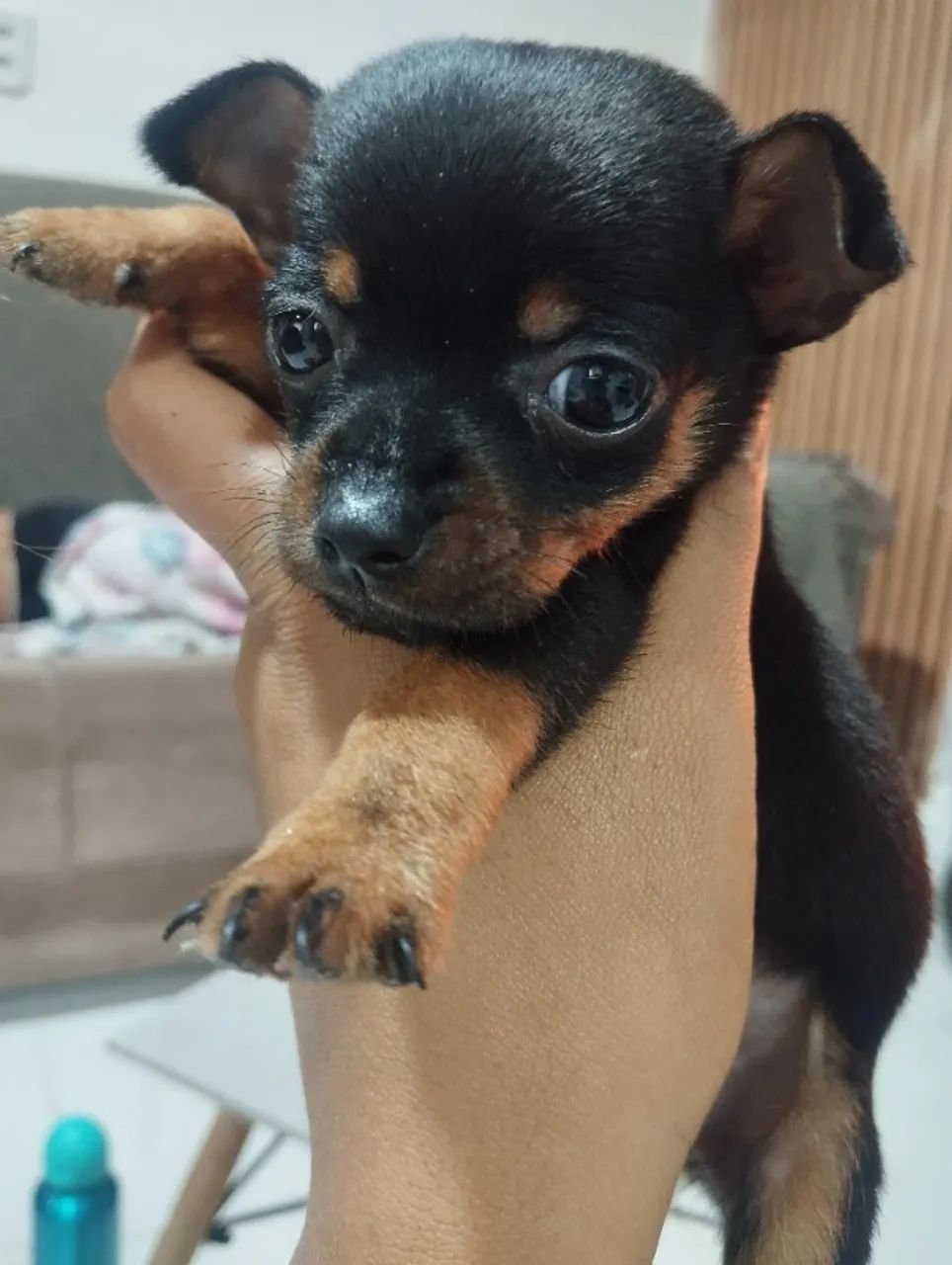 Pinche número 1  - Foto 2