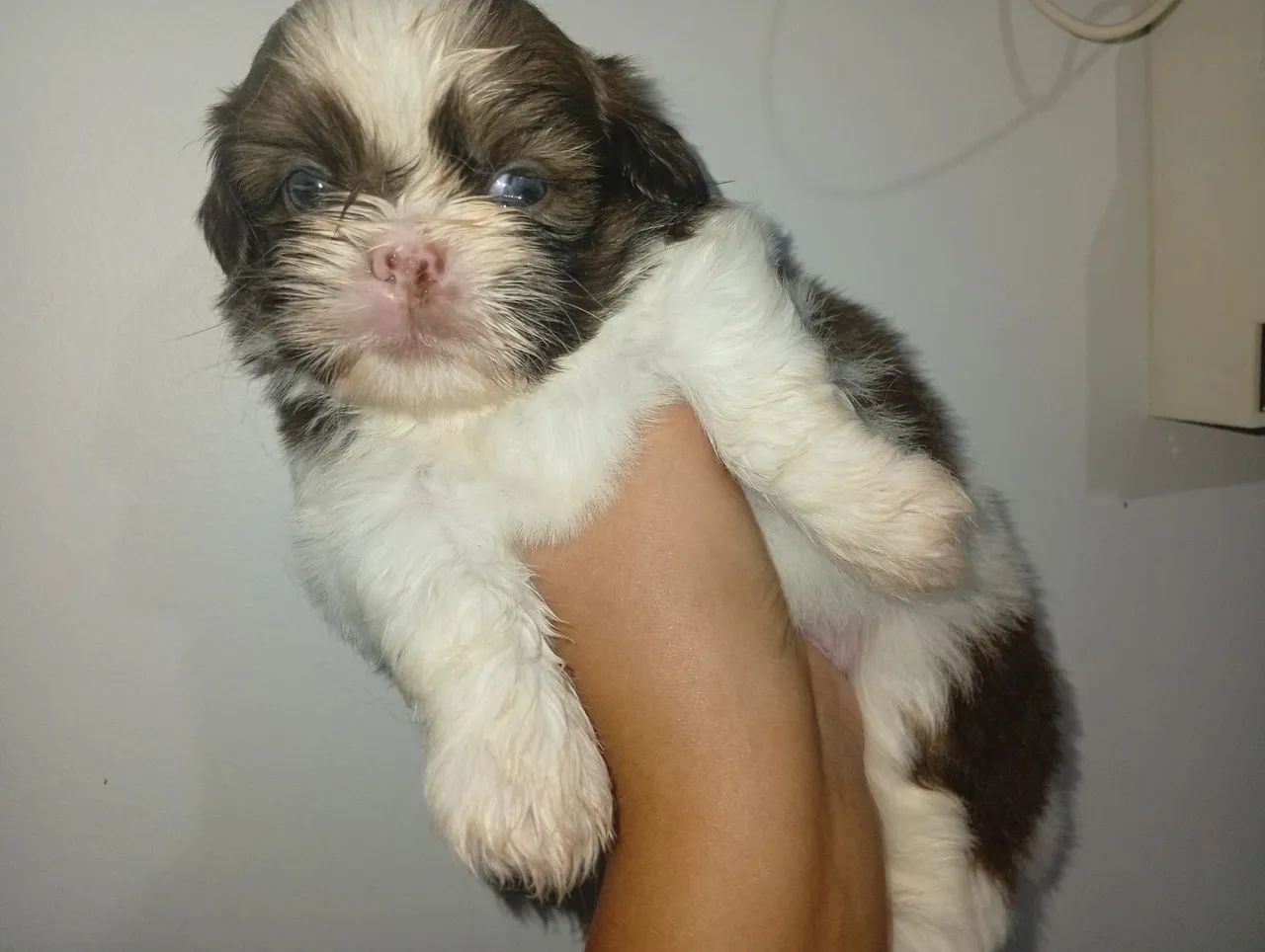 Shitzu Macho mini  - Foto 3