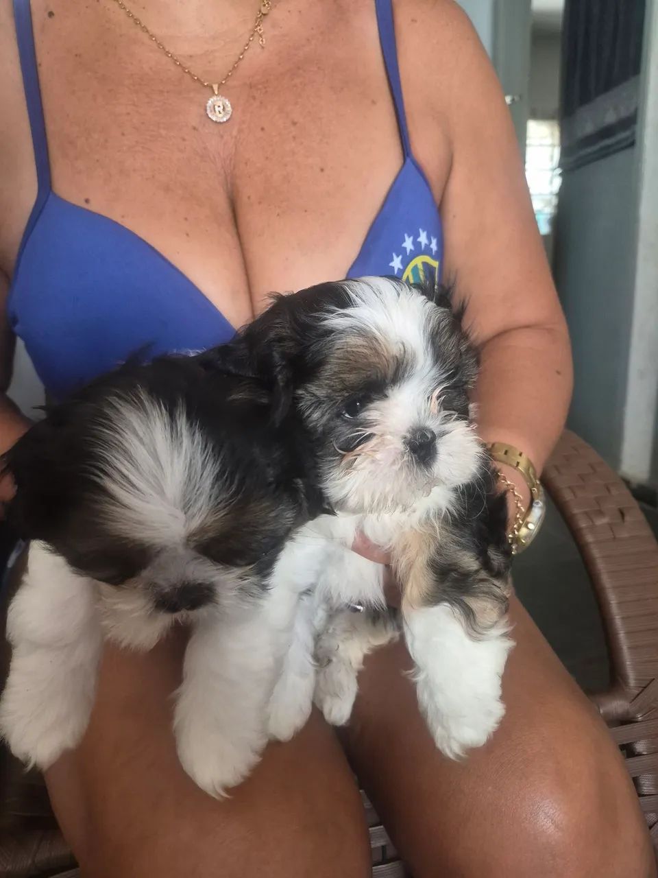Shih-tzu - Foto 4