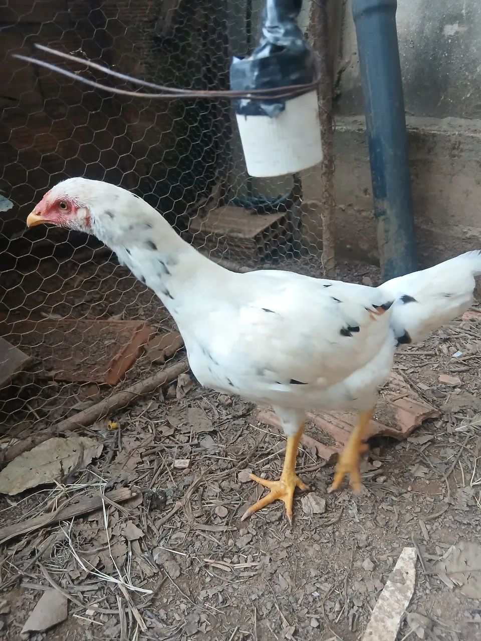 Franga caipira 