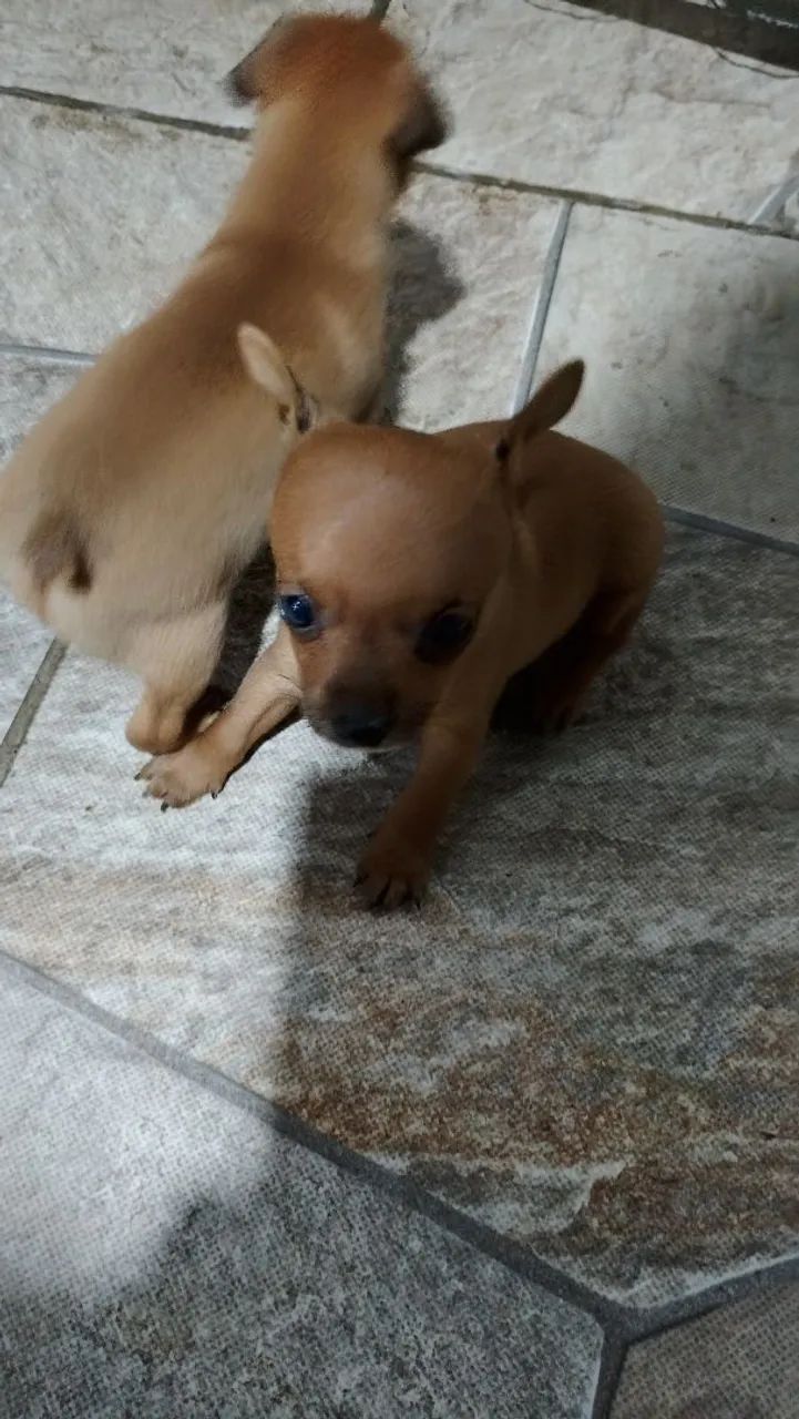 Cachorro  - Foto 2