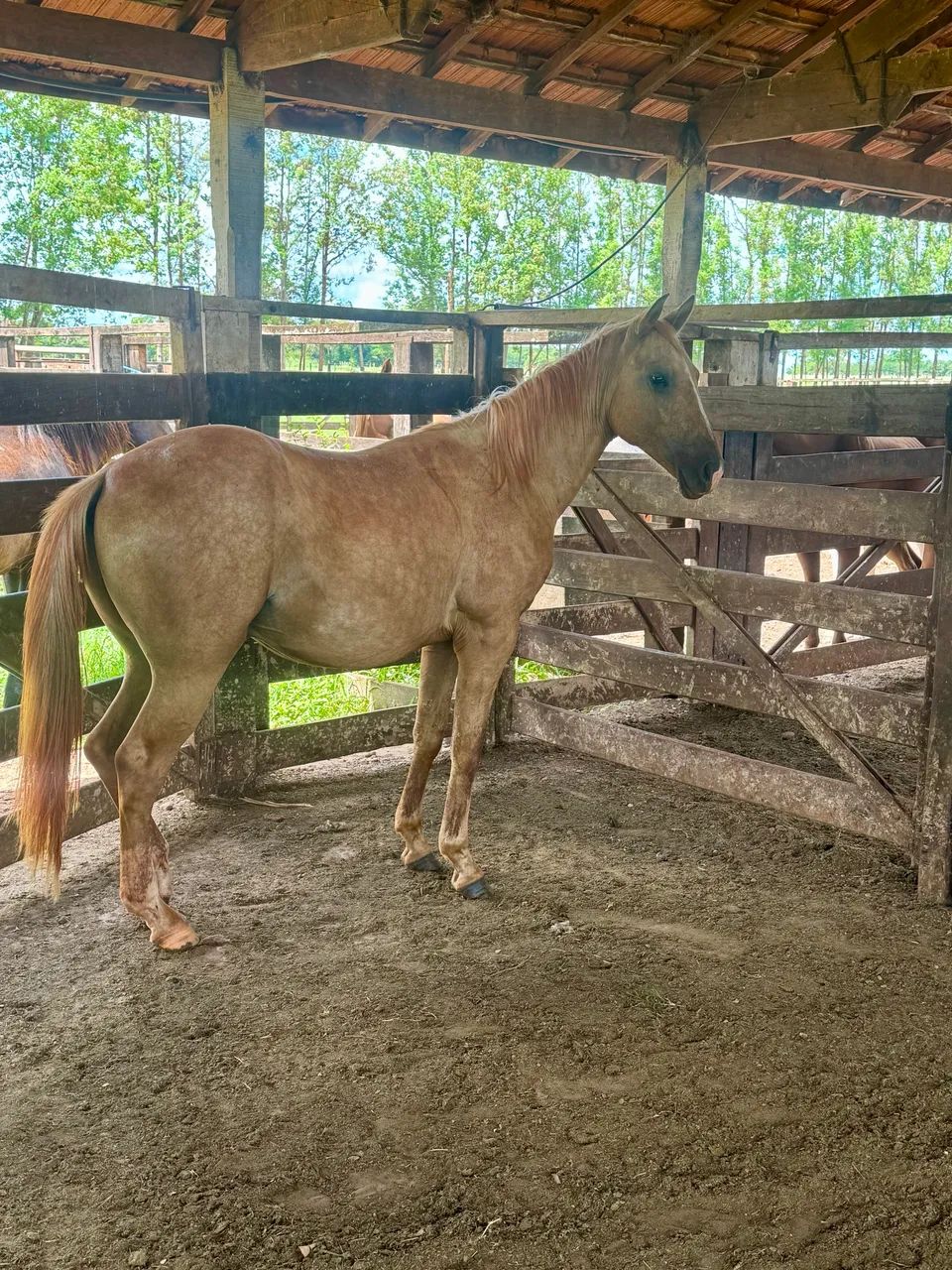 Potro palomino PO - Foto 4