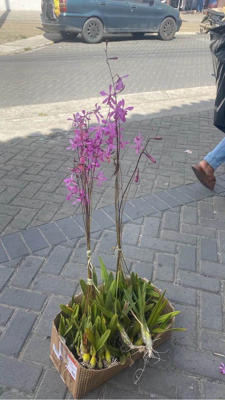 Orquídeas