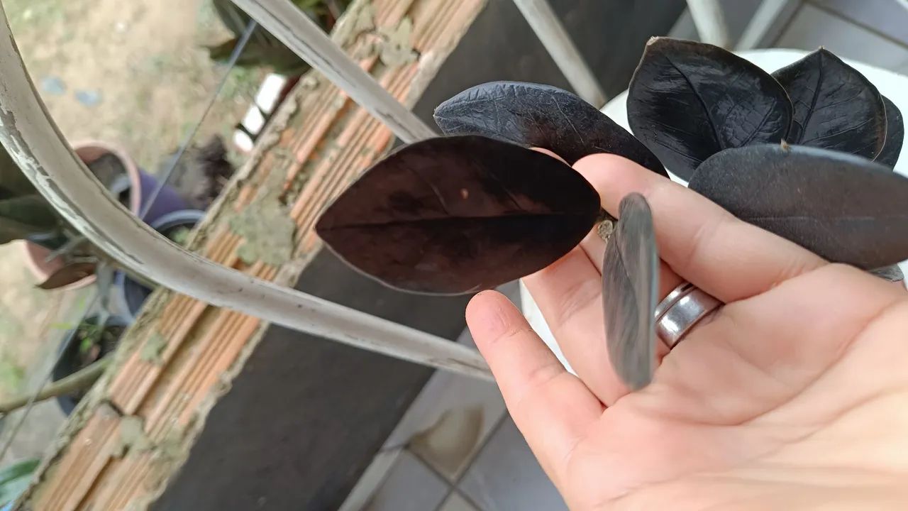 Zamioculca Black  - Foto 2