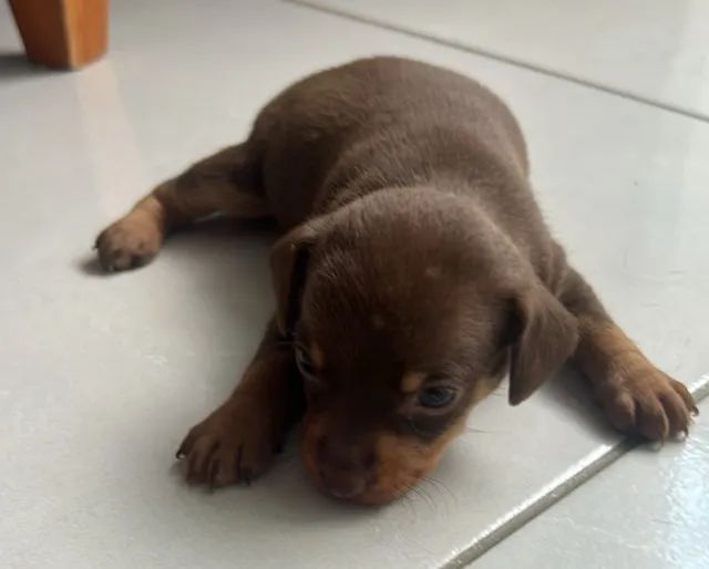 CACHORRO - Foto 3