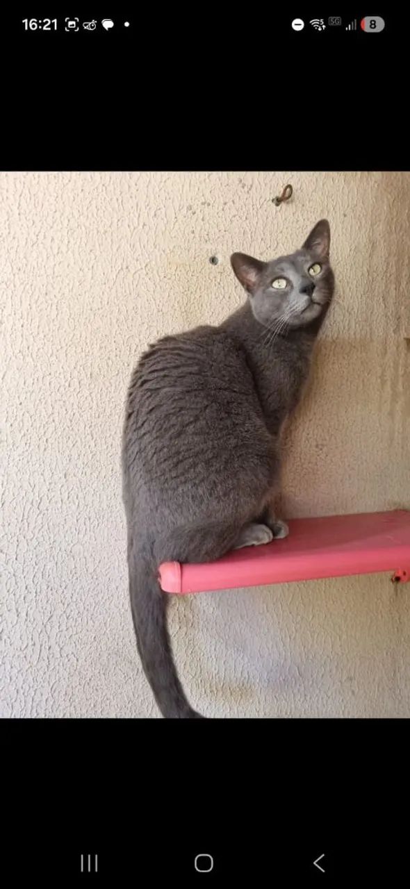 Gato Cinza - Foto 3