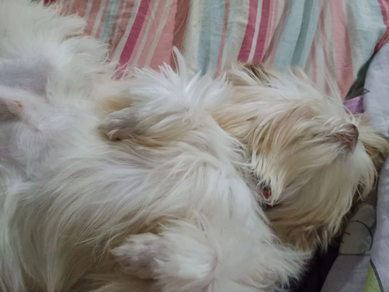 Shihtzu  - Foto 3