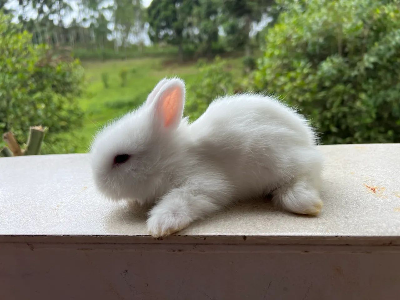 Coelho mini Lion Head - Foto 3