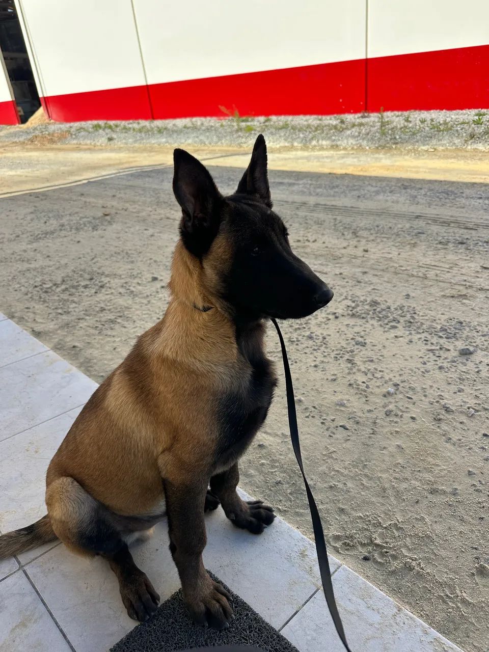 Pastor belga Malinois  - Foto 3