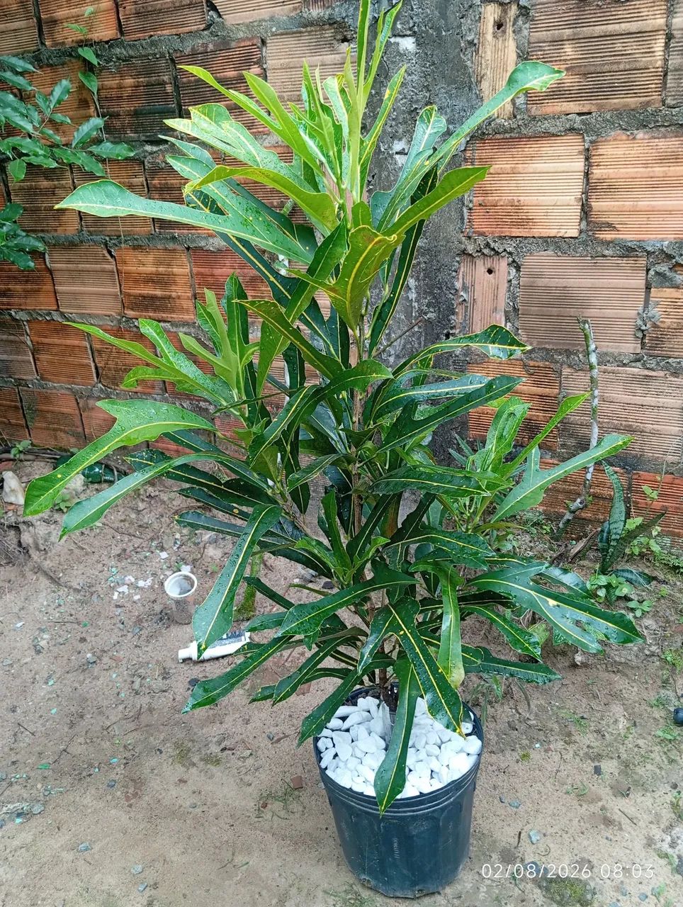 Plantas  - Foto 2