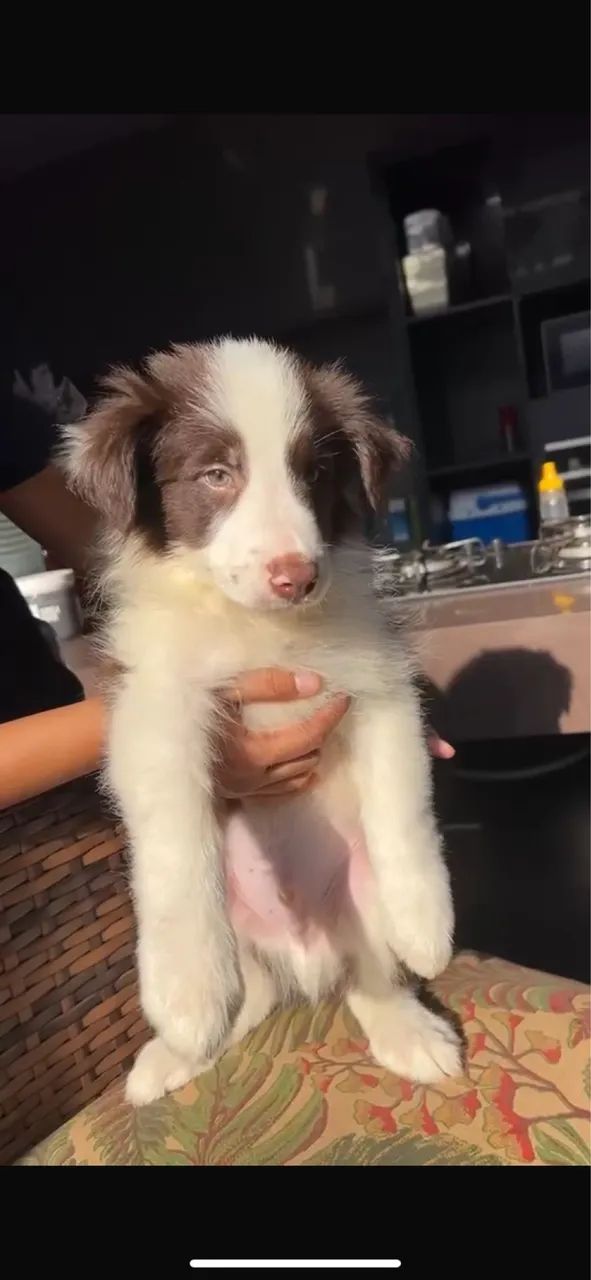 Cachorro Border collie - Foto 3