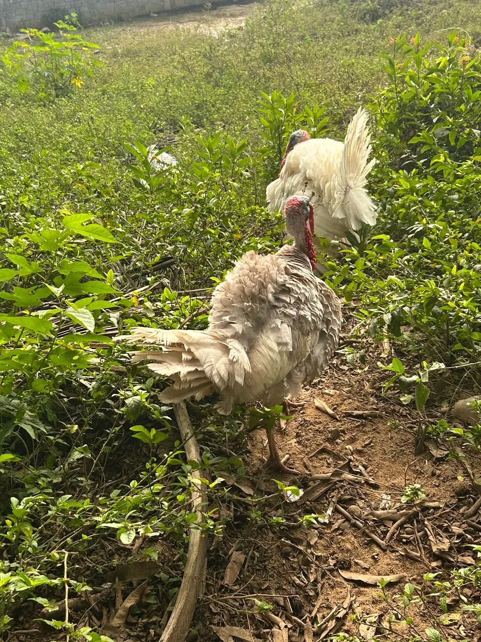 Vendo 2 Peru macho da coroa branco e lavanda 200,00 cada um  - Foto 3