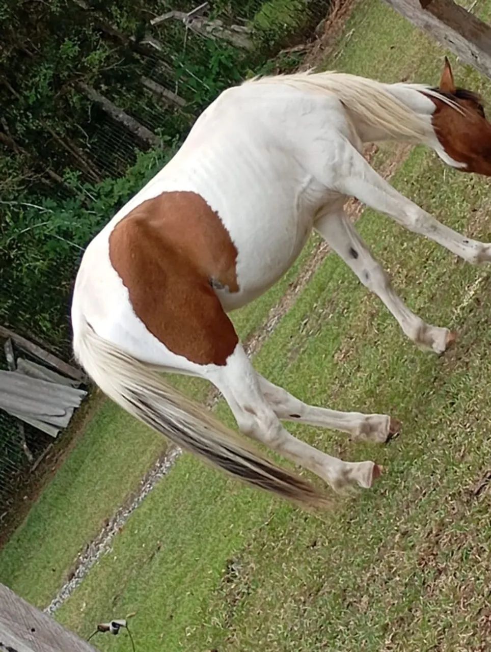 Vendo cavalo marchador  - Foto 4
