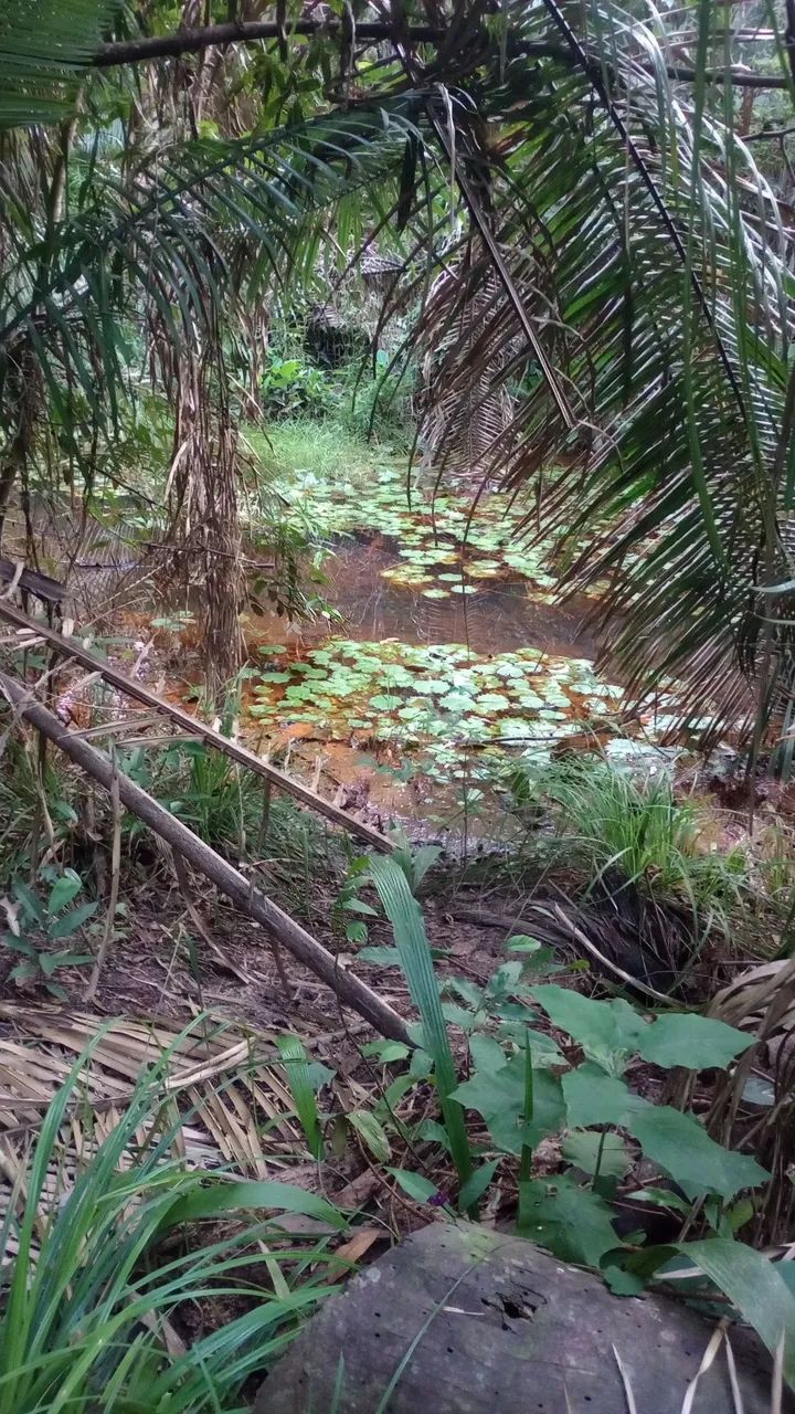 Fazenda 400 Ha Asfalto Energia Água Internet Região Desenvolvida - Foto 10