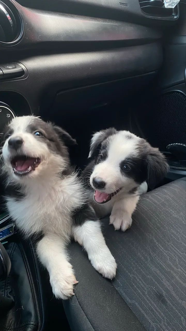 Filhotes de border collie com pedigree 