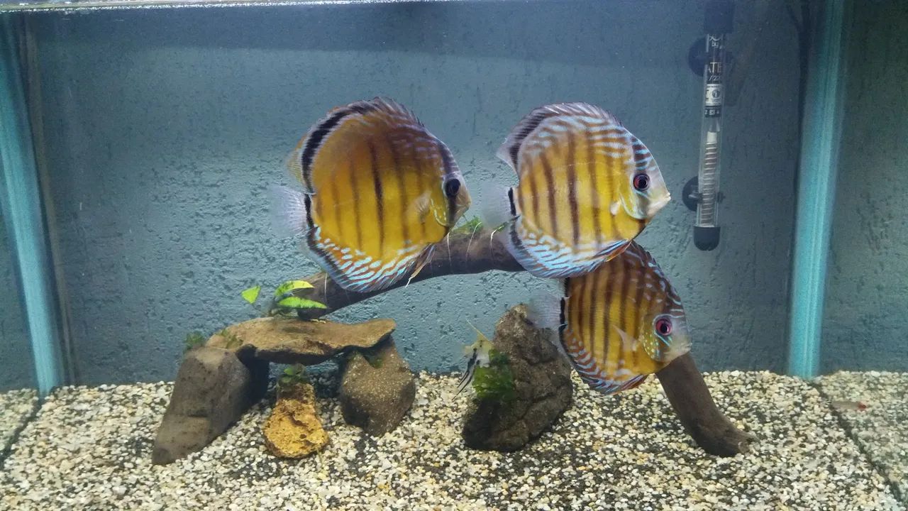 Aquário de 150 litros! - Foto 3