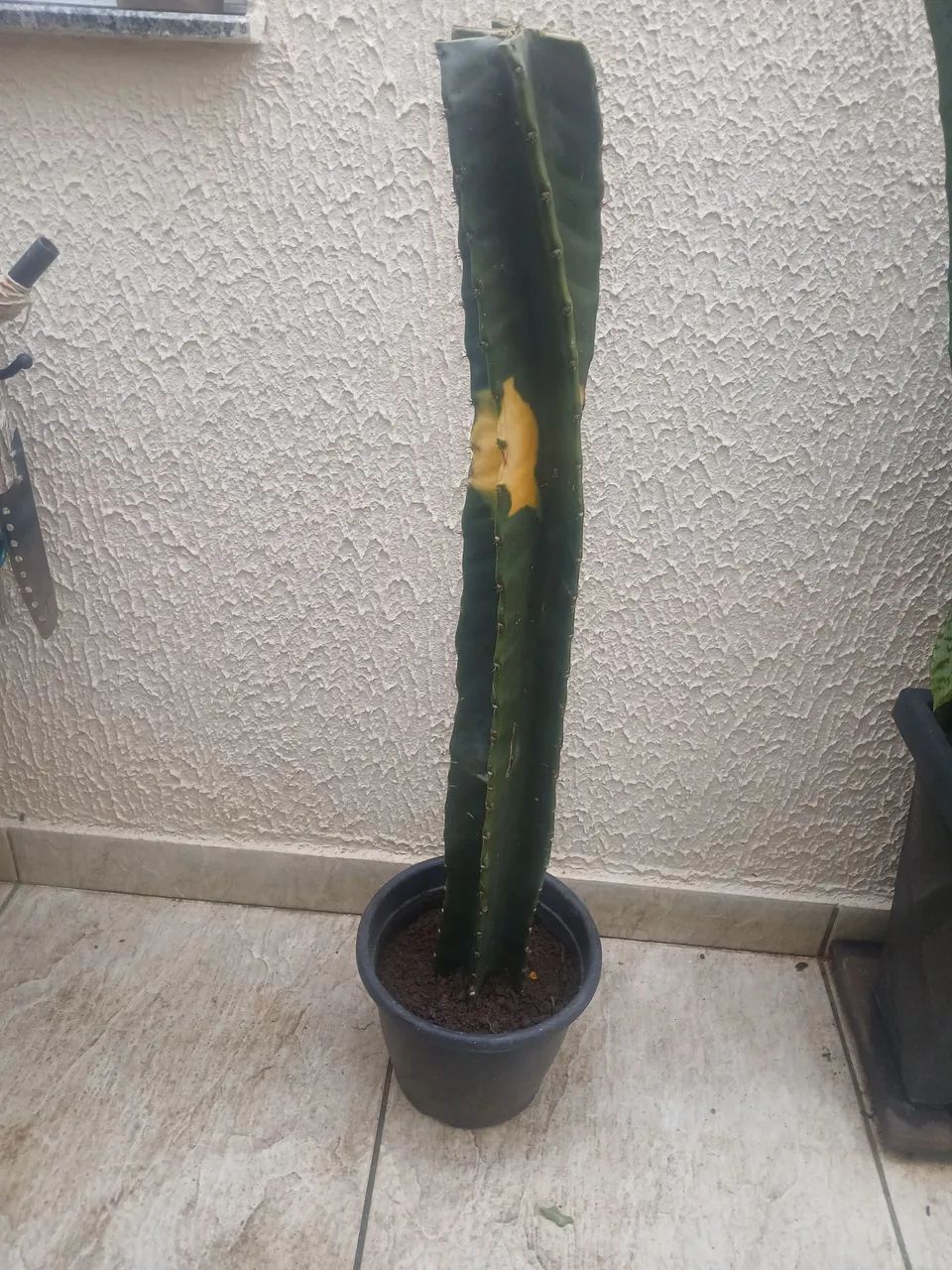 Cacto - Foto 4