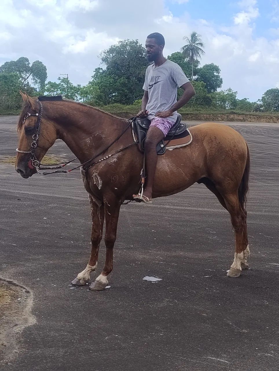 Cavalo campolina 8 anos registrado - Foto 2