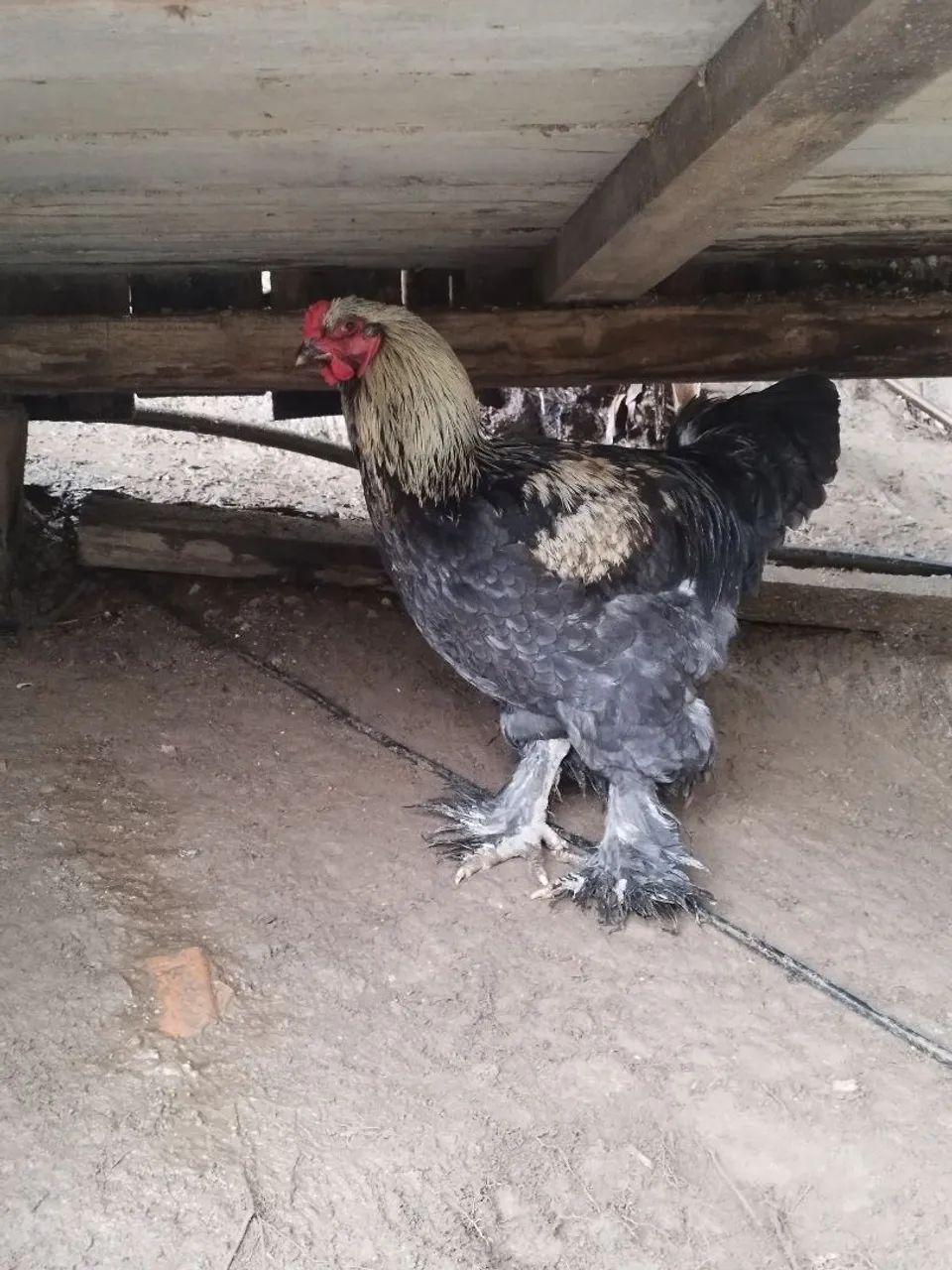 GALO BRAHMA  - Foto 2