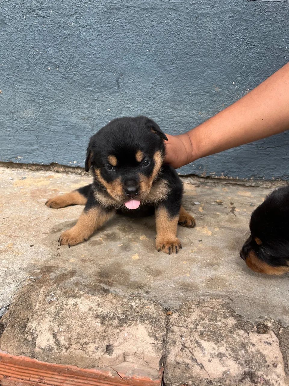 Rottweiler - Foto 3