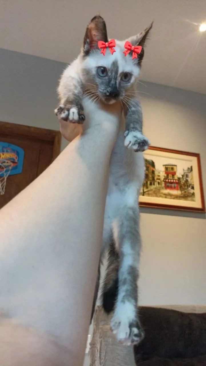 Doação responsável  - Foto 2