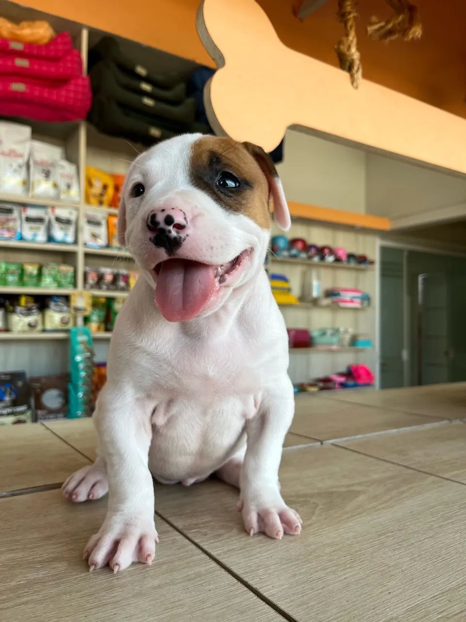 Filhotes de Pit Bull  - Foto 3