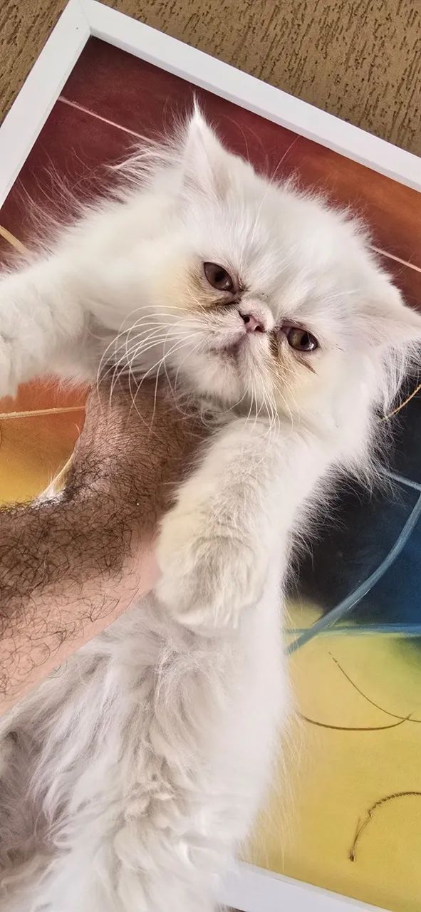 Filhote de PERSA padrão show - Foto 2