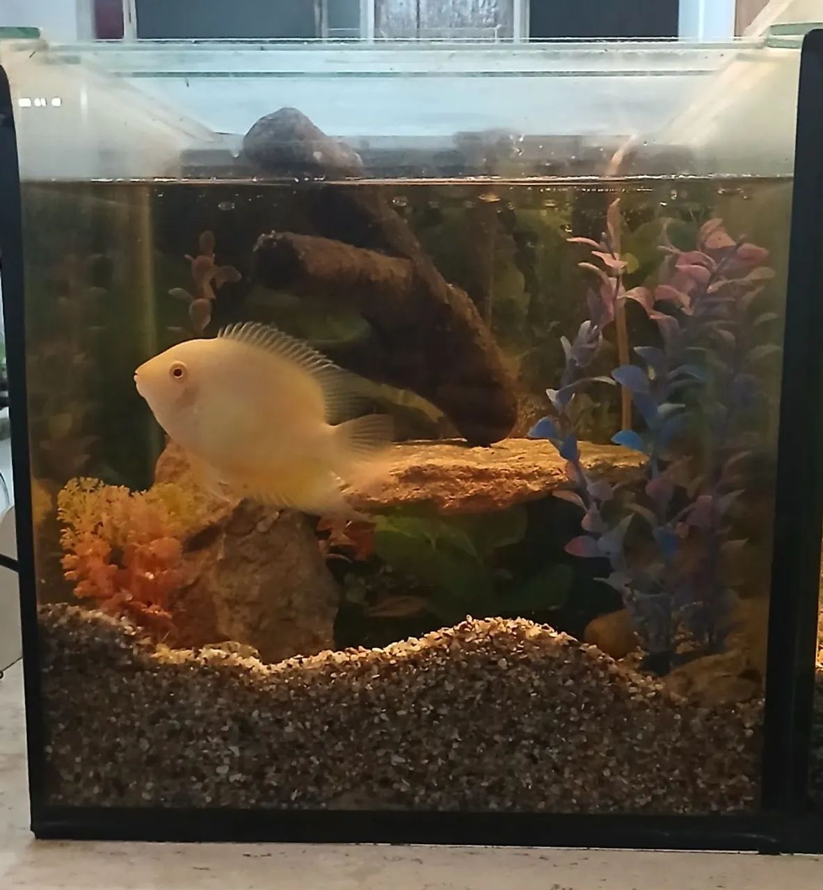 Aquarios