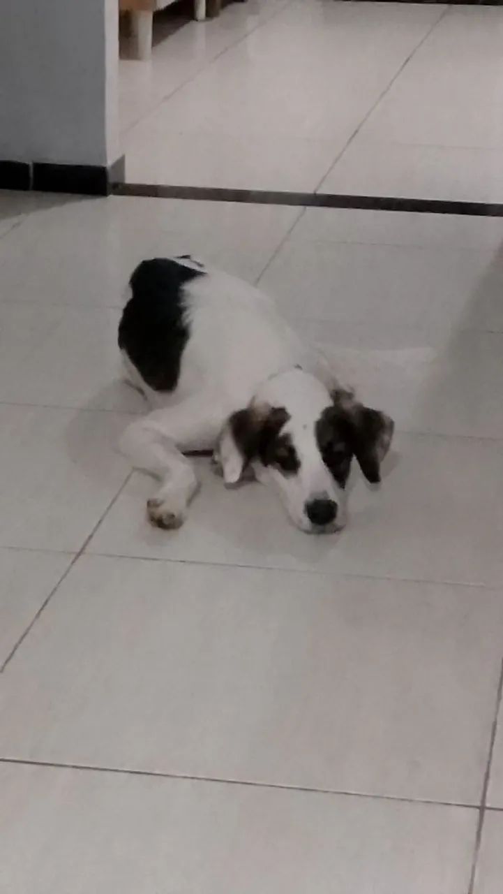 Doação responsável Cachorro Super Dócil  - Foto 3