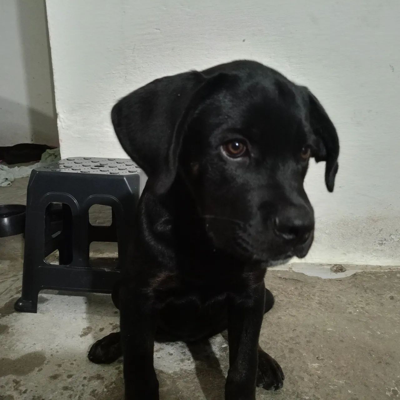 Cachorro cane corso fêmea  - Foto 2