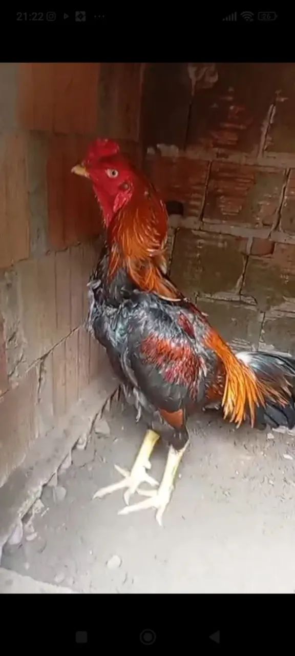 Frango de raça 