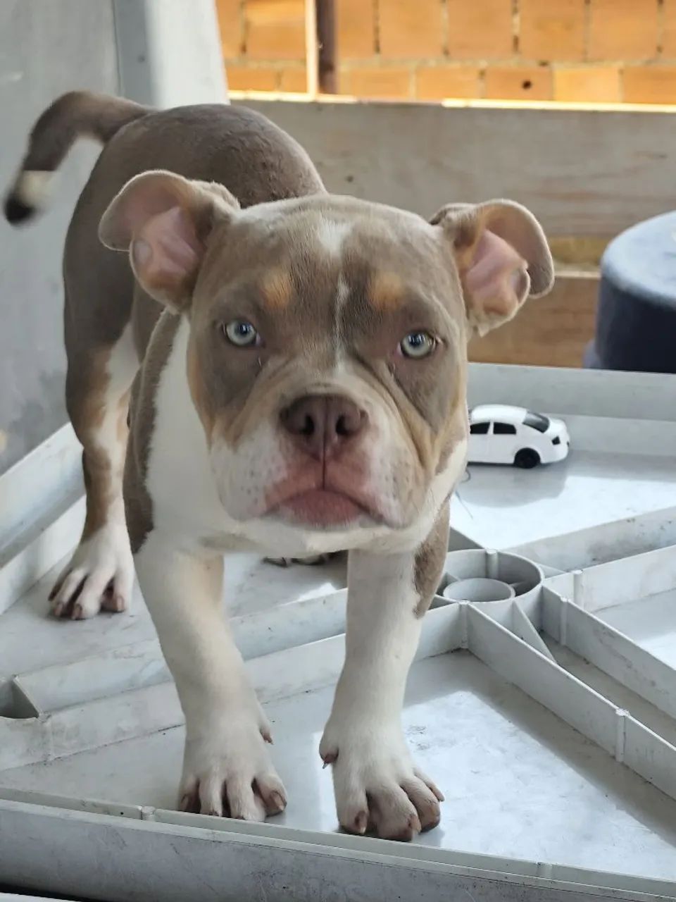 American Bully