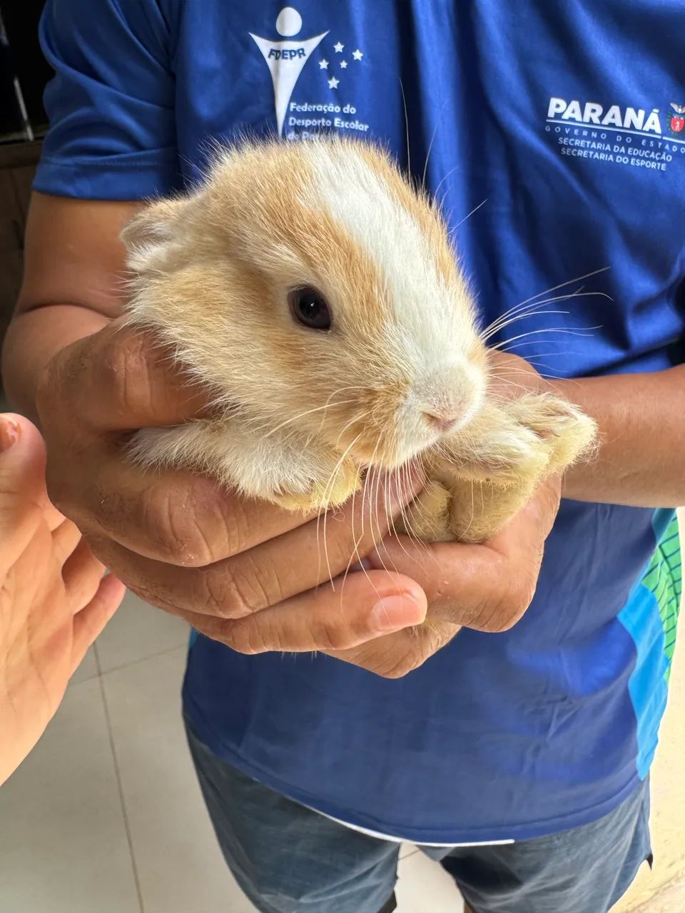 Vende-se filhotes de coelho - Foto 2