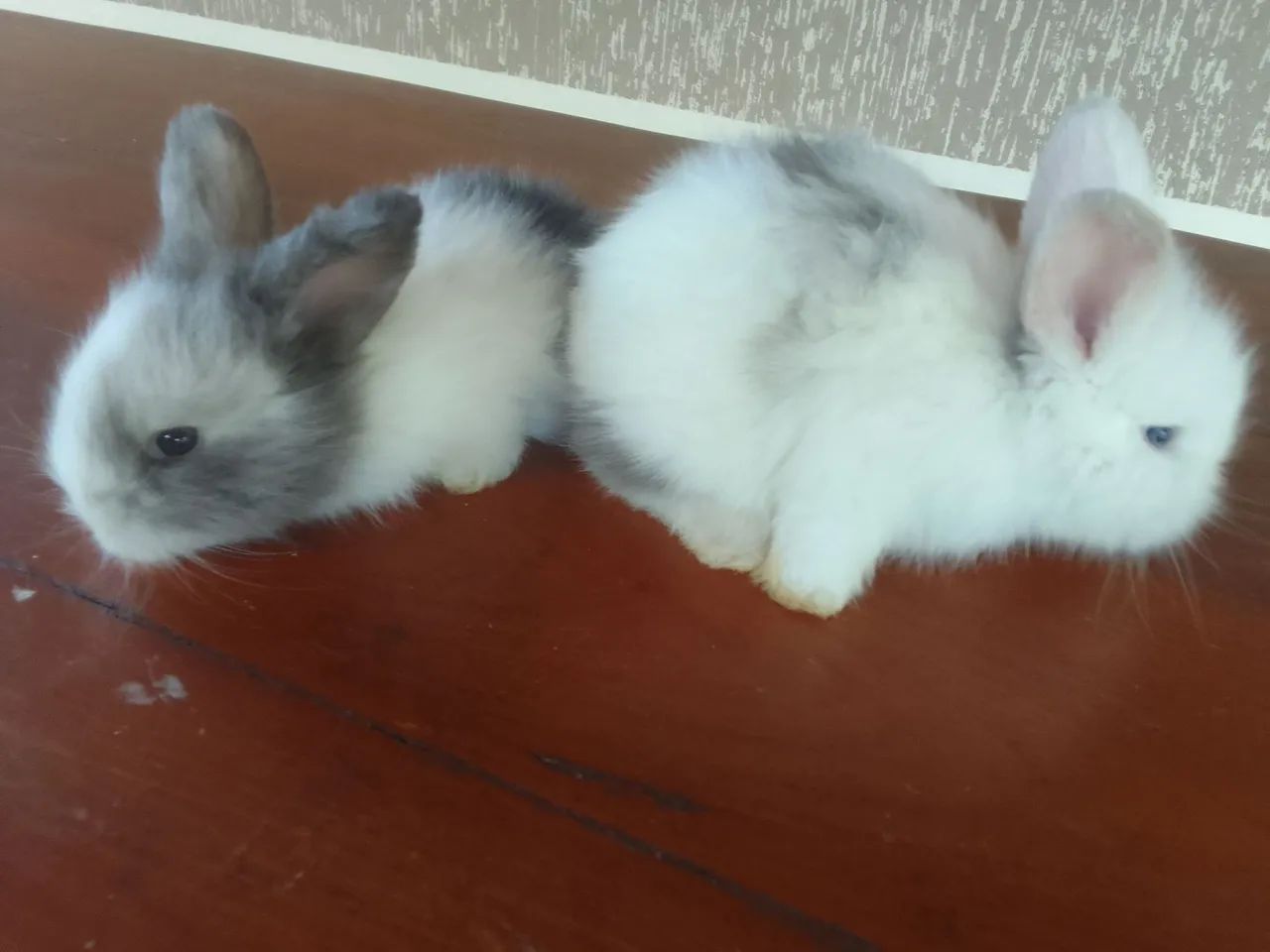 Mini coelho  - Foto 4