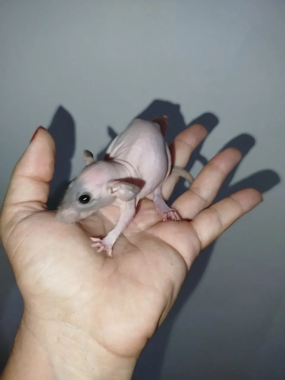 Rato Twister pet <3  - Foto 4