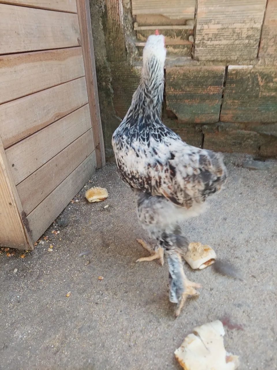 Frango Brahma  - Foto 4