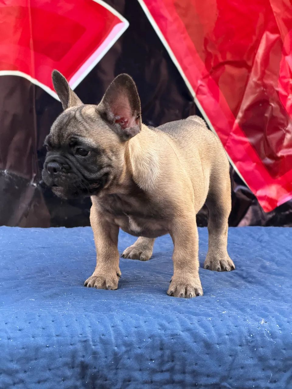 Buldogue Francês Micro Exótico  - Foto 2